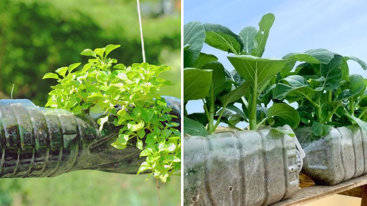 Bottle to Bounty: How to Build a Thriving PET Bottle Garden at Home