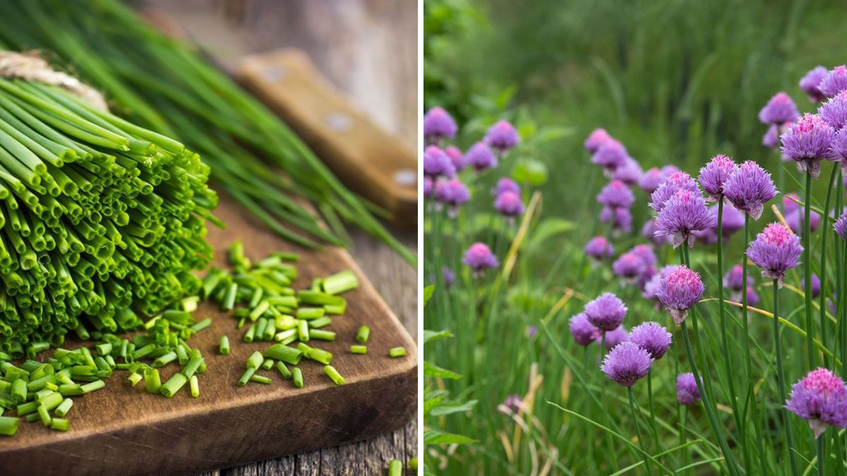 The Secret to Endless Chives: Essential Tips for Growing Lush, Flavorful Chives at Home