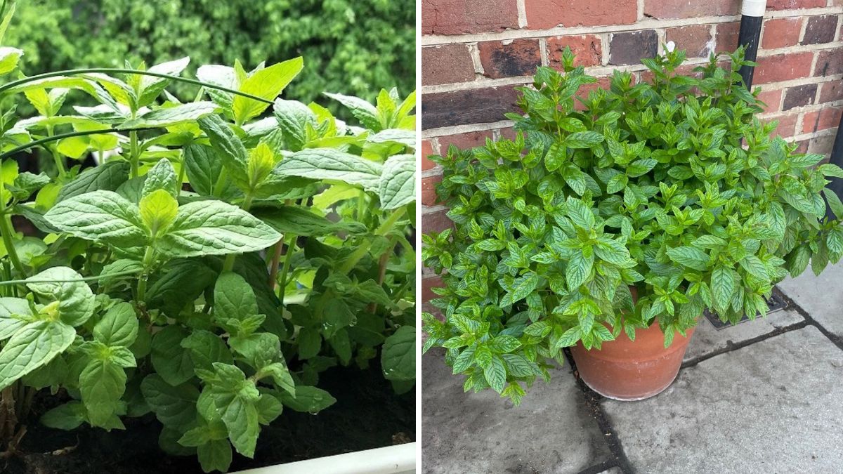 Mint Magic: A Complete Guide to Growing Lush Mint at Home — Indoors or Outdoor