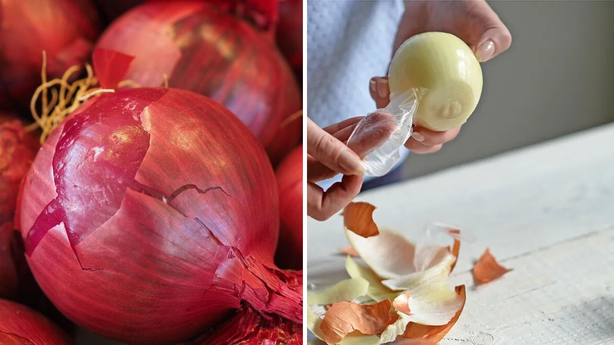 Don’t Throw Away Your Onion Skins! Amazing Uses Every Gardener and Homeowner Should Know