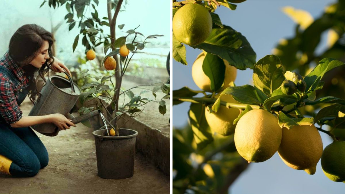 Grow a Lemon Plant Effortlessly at Home: A Complete Guide to Fresh Lemons Year-Round