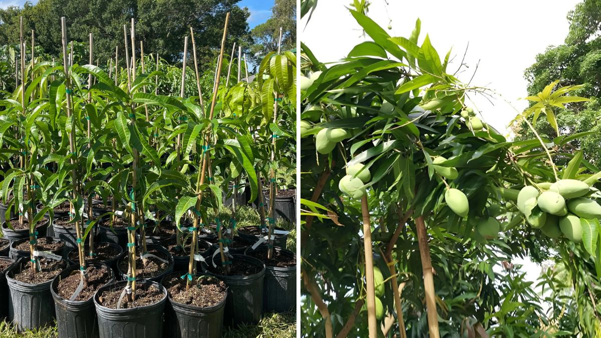 How to Start Grafting Mango Plants: A Step-by-Step Guide to Growing Superior Trees