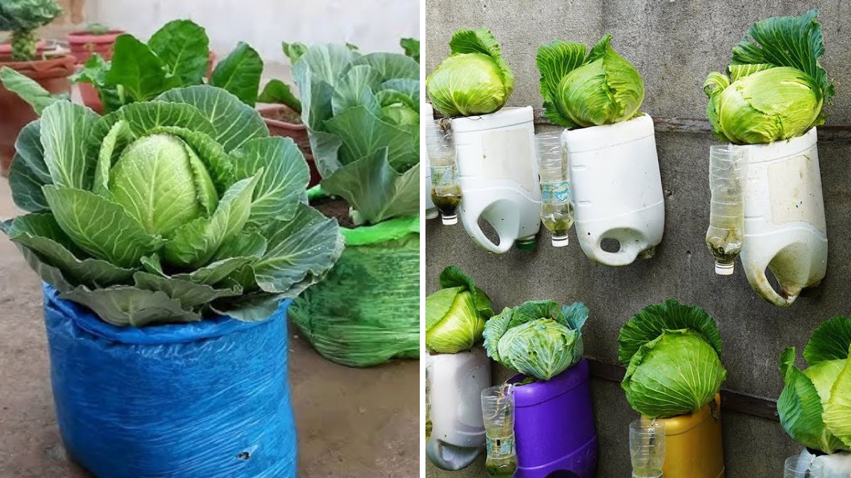 Grow Cabbage Creatively in Upcycled Containers: Sustainable Gardening Made Simple