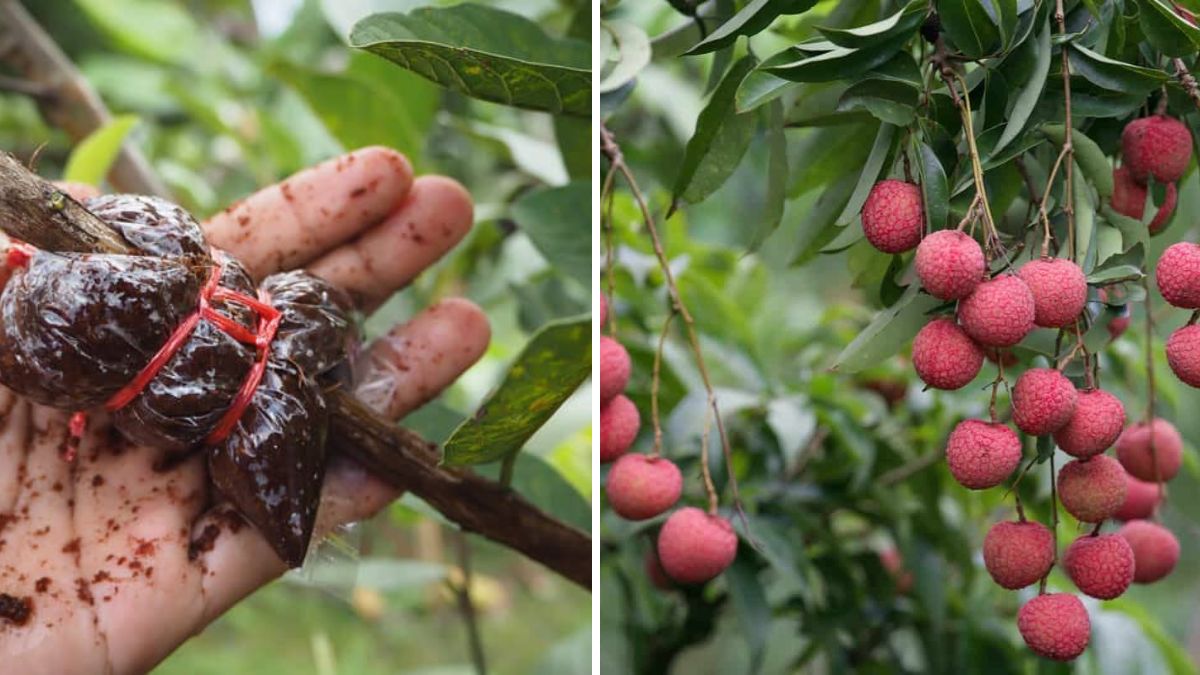 Grow Litchi Plants Easily with Air Layering: A Step-by-Step Guide for Home Gardeners