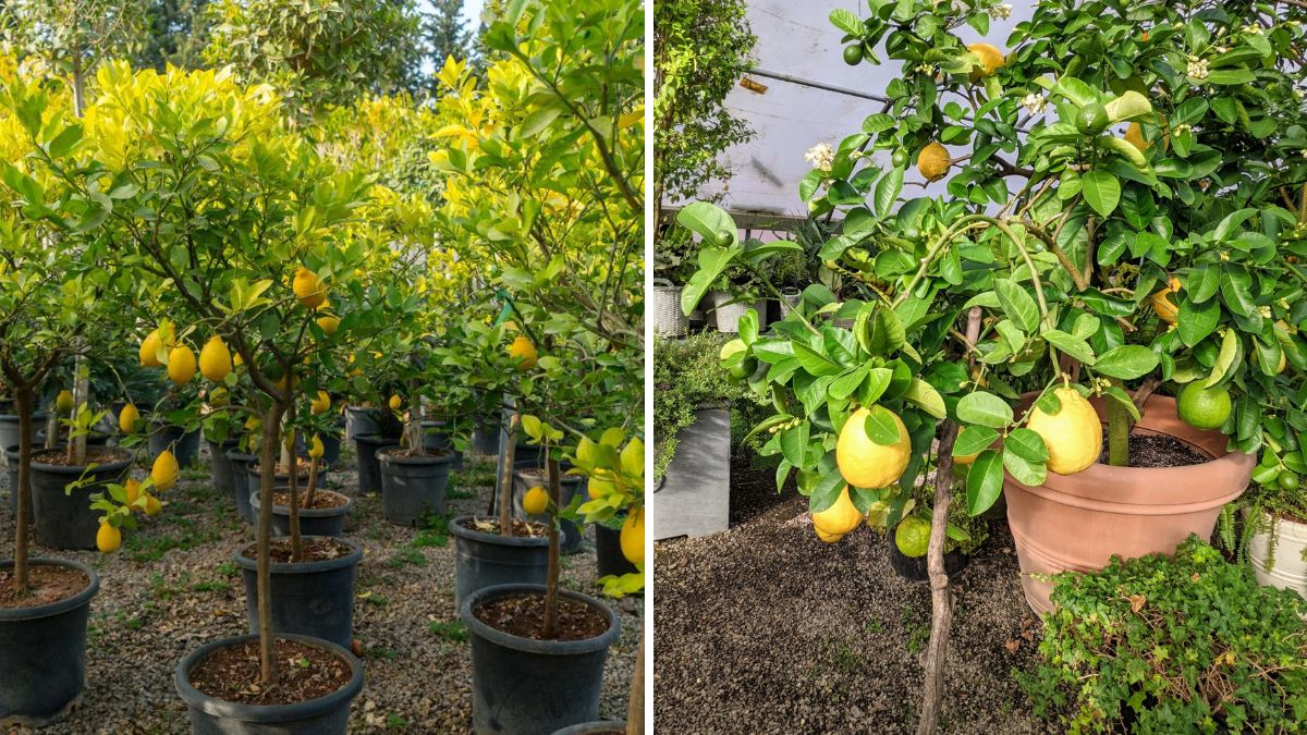 Grow Lemon Plants Easily from Cuttings: A Beginner’s Guide to Fresh Citrus at Home