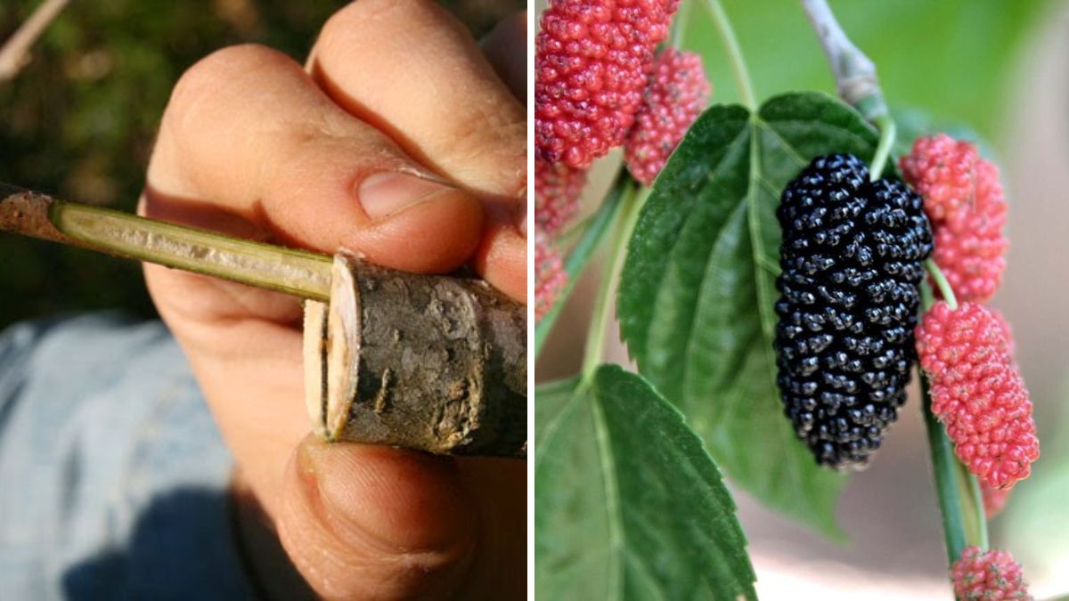 Mulberry Grafting Made Easy | Grow More Fruit with This Simple Guide