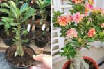 Adenium Grafting: The Secret to Unlimited Flowers and Incredible Plant Shapes
