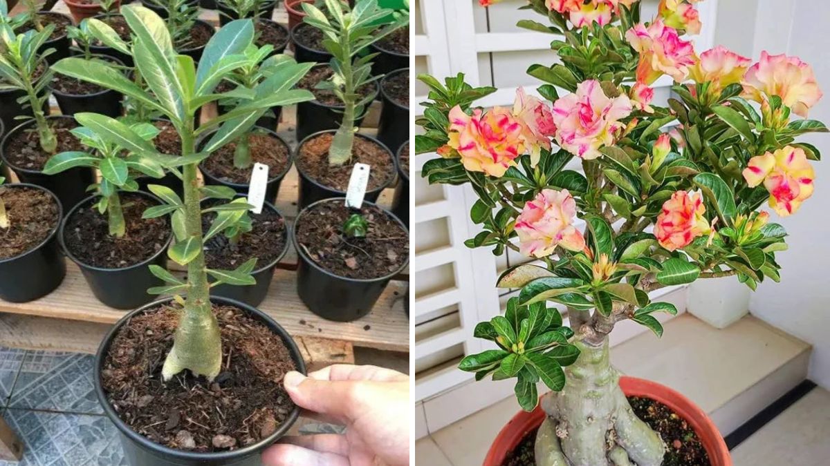 Adenium Grafting: The Secret to Unlimited Flowers and Incredible Plant Shapes