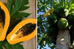 Papaya Not Producing Fruit? The Easy Method Every Gardener Should Know