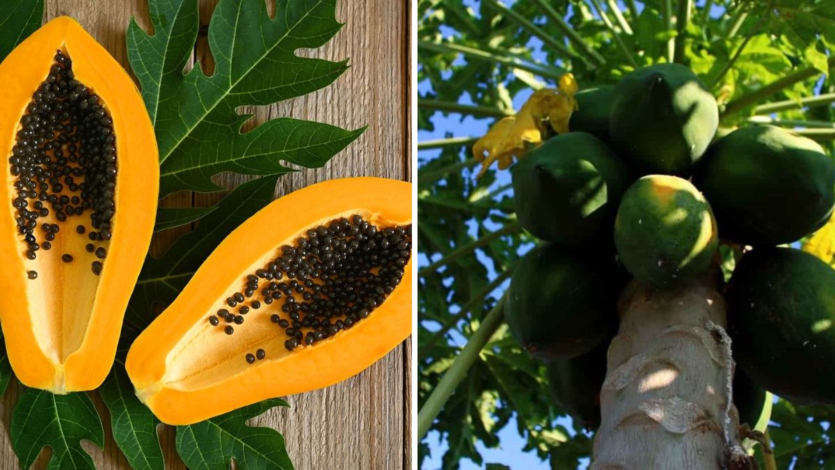 Papaya Not Producing Fruit? The Easy Method Every Gardener Should Know