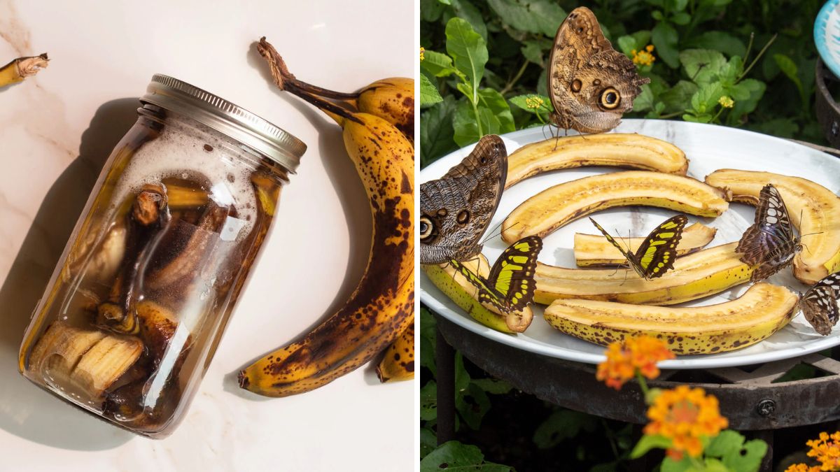 Banana Peel Fertilizer Magic: The Simple Trick to Supercharge Your Plants Naturally!