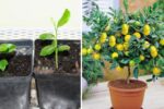 Grow Endless Lemon Trees! The Simple Method to Create a New Lemon Plant from a Single Leaf