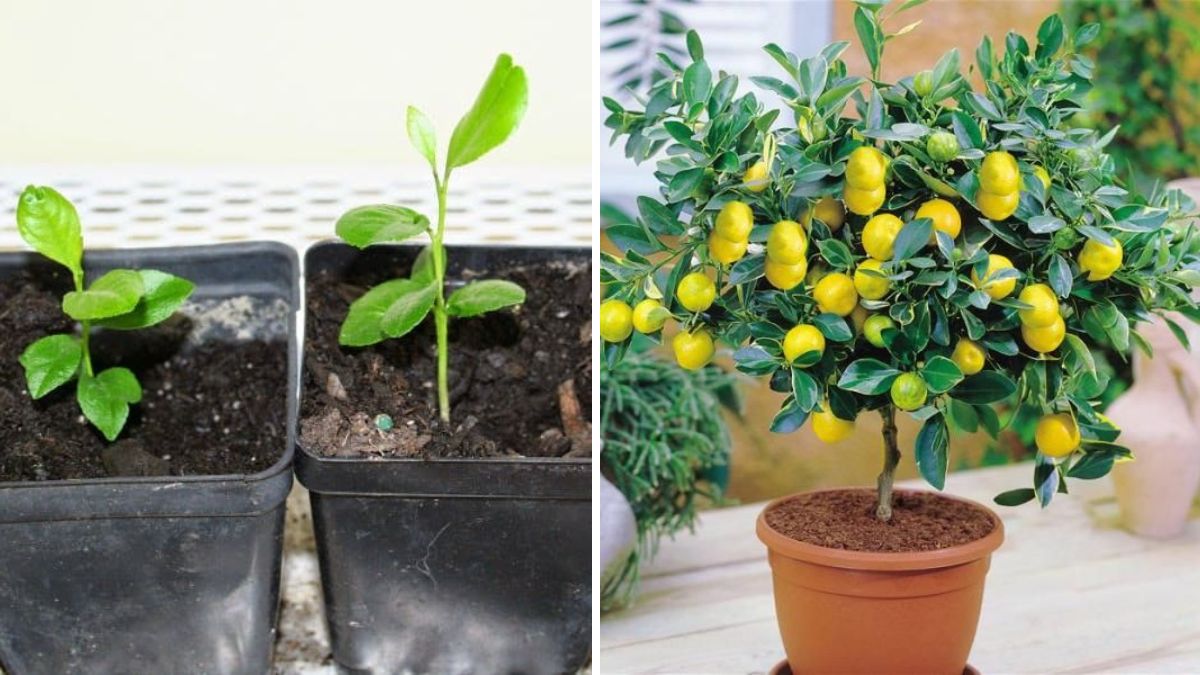 Grow Endless Lemon Trees! The Simple Method to Create a New Lemon Plant from a Single Leaf
