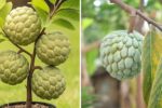 Grow Sugar Apple Faster Than Ever! The Amazing Banana-Peel Method for Explosive Growth