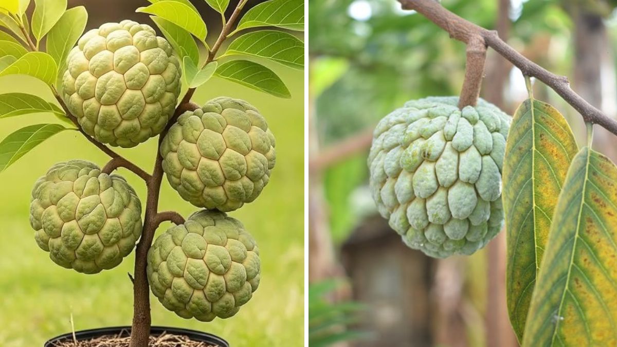 Grow Sugar Apple Faster Than Ever! The Amazing Banana-Peel Method for Explosive Growth