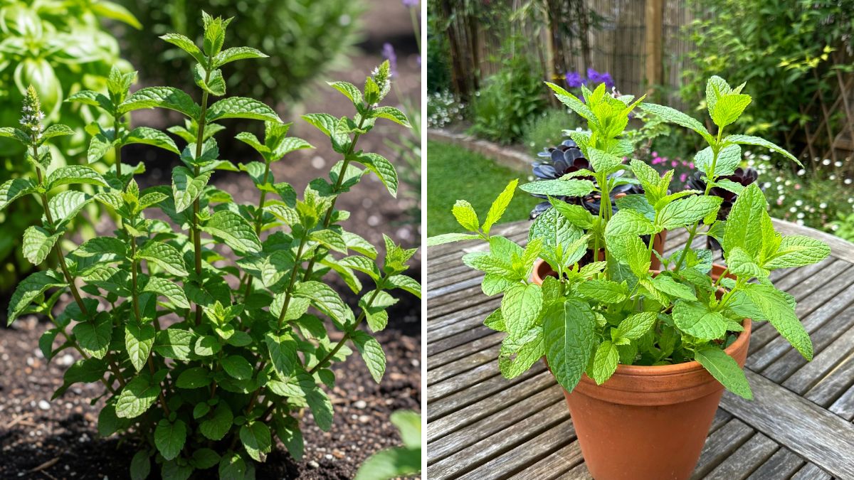 Grow Mint at Home Super Easily: The Ultimate Guide to Fresh, Endless Pudina Supply!
