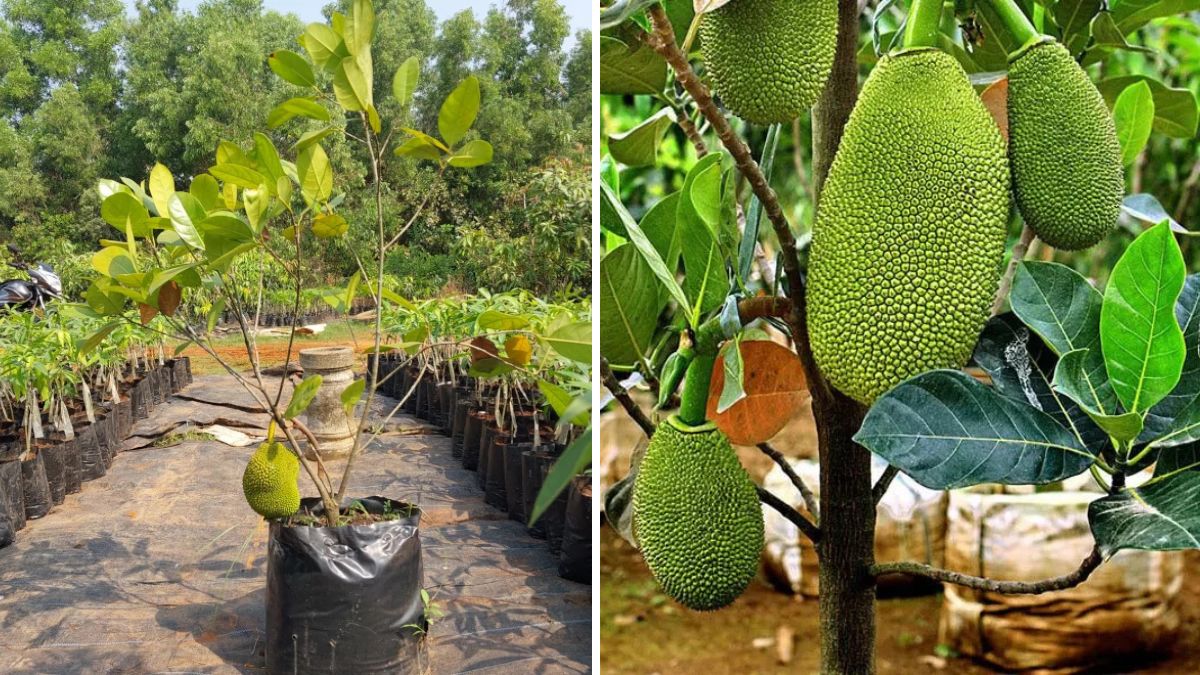 Master the Art of Jackfruit Tree Grafting: The Best and Fastest Method for Guaranteed Success!
