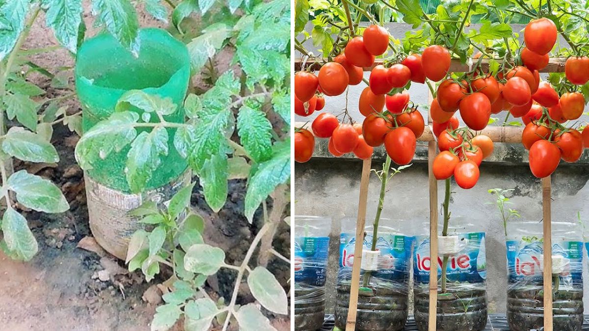 Bottle-Grown Tomatoes: The Easiest Way to Grow Juicy Tomatoes in a Plastic Bottle at Home!