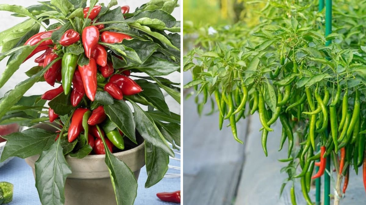 Grow Endless Chillies at Home: The Complete Guide to Growing Chilli Pepper Plants from Seeds (Fast & Easy!)