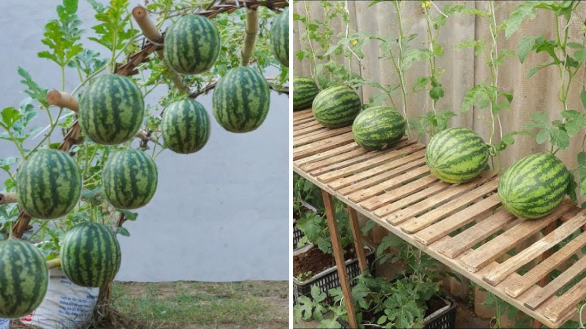 Home-Grown Sweetness: The Ultimate Guide to Growing Watermelons in Your Backyard