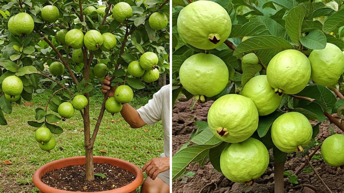 I Tried Grafting Guavas — And You Won’t Believe What Happened! A Complete Beginner’s Guide to Super-Productive Guava Trees