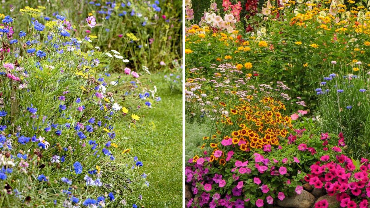 Exploring the Wonders of a Chaos Garden: How Wild Planting Creates the Most Beautiful, Productive Spaces