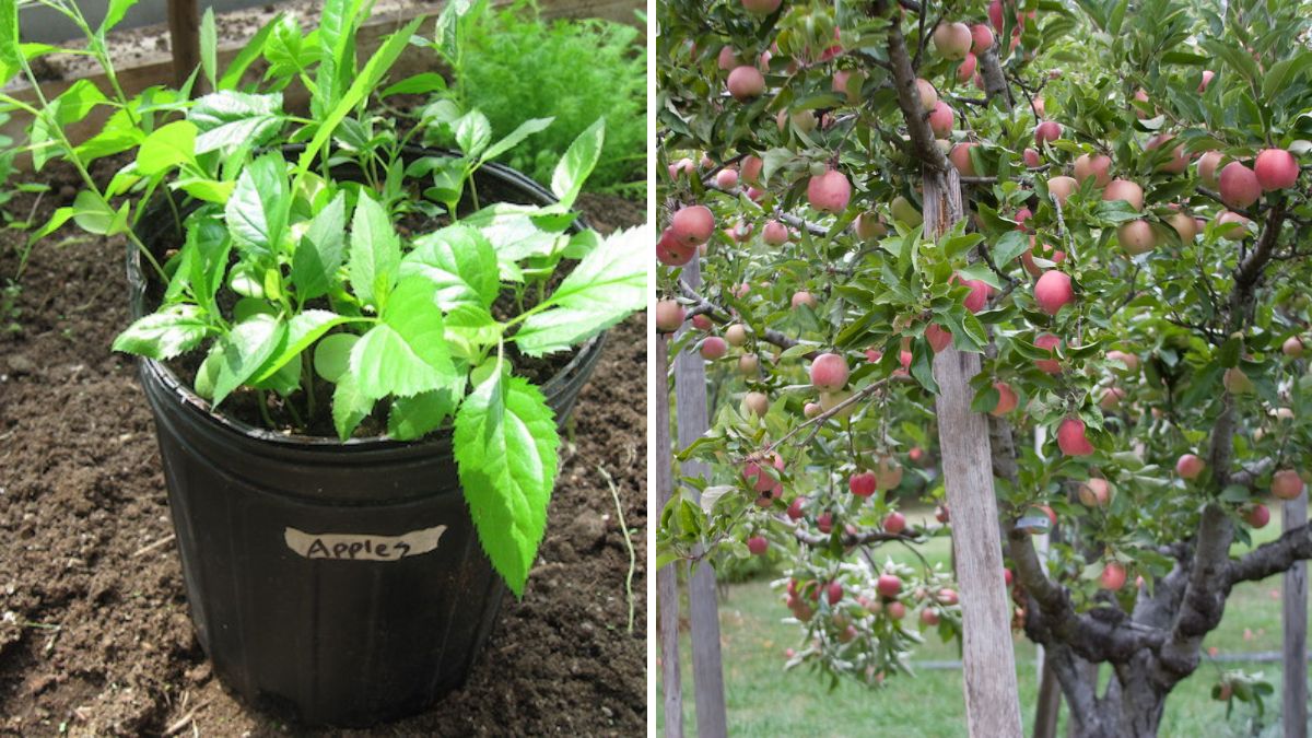 Grow Apples at Home the Easy Way! A Complete Beginner’s Guide to Planting and Caring for Your Own Apple Tree