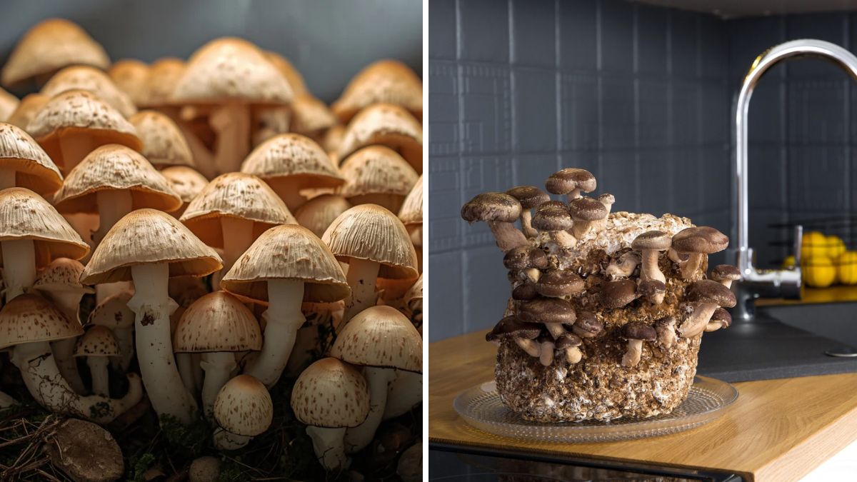 Grow Mushrooms at Home Like a Pro! The Complete Beginner’s Guide to Fast, Fresh & Organic Mushrooms
