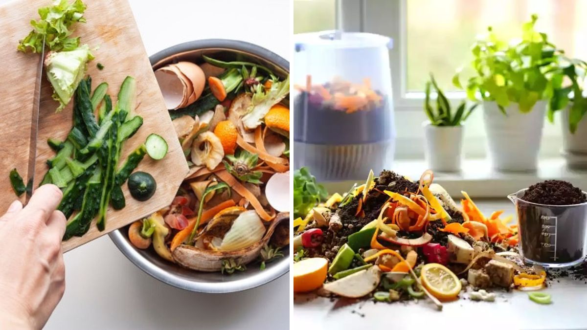 From Kitchen Waste to Plant Paradise: Transform Your Scraps Into Gold!