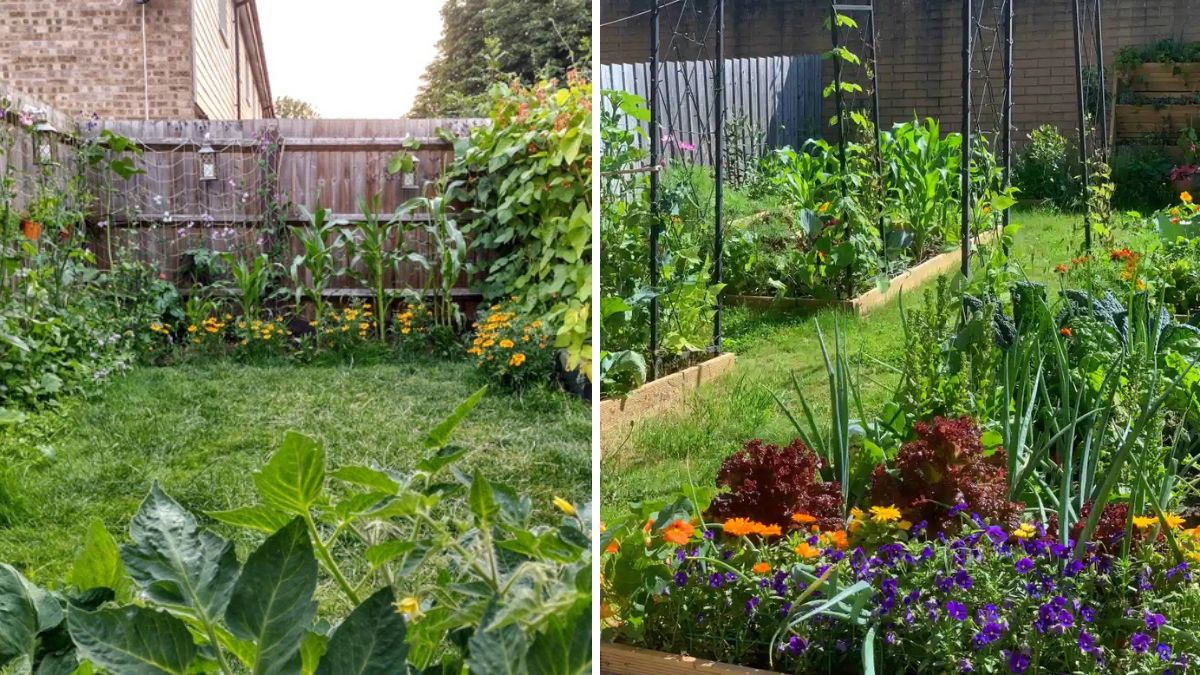 Home Gardening Made Easy: Grow Fresh, Organic Veggies at Home in 4 Simple Steps