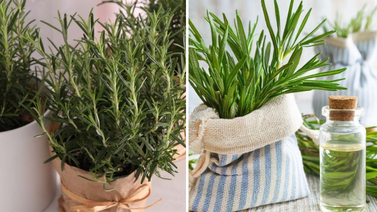 Rosemary Mastery: The Ultimate Guide to Growing This Fragrant, Flavorful Herb at Home