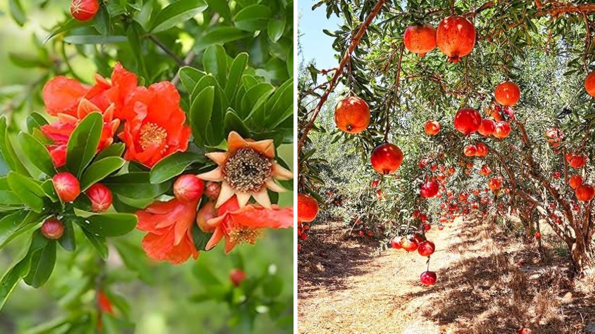 Grow Pomegranates Easily at Home: The Ultimate Guide to Successful Pomegranate Cuttings