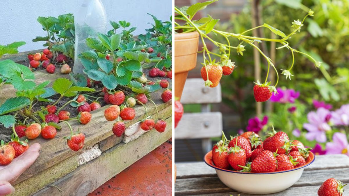 Sweet Harvest at Home: The Ultimate 1200-Word Guide to Growing Strawberries in Your Garden or Balcony