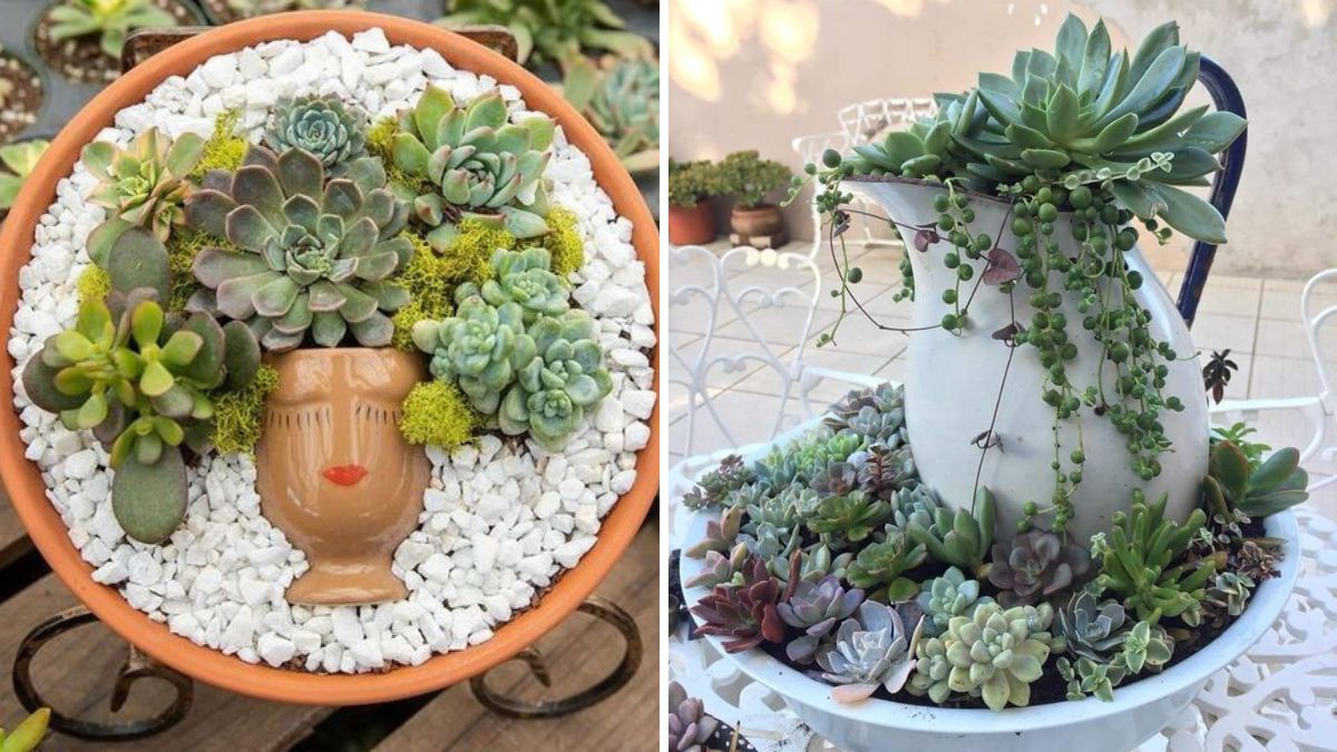 Sedum Magic: Stunning Home Decoration Ideas Using the Most Effortless Indoor Plant
