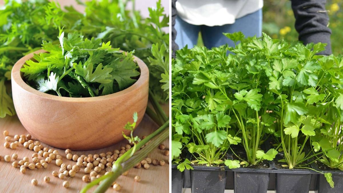 Grow Fresh Coriander in Your Kitchen Garden: A Complete Beginner’s Guide to Flavorful Harvests