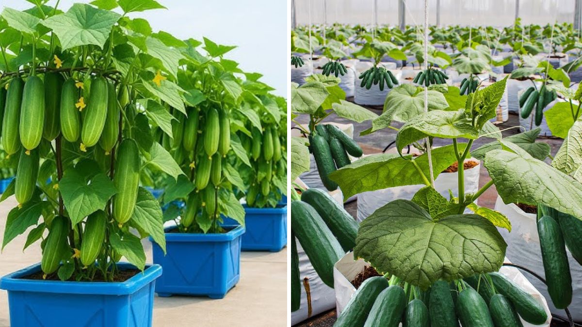 Grow Juicy Cucumbers at Home: A Complete Guide to Tub Cultivation for Beginners