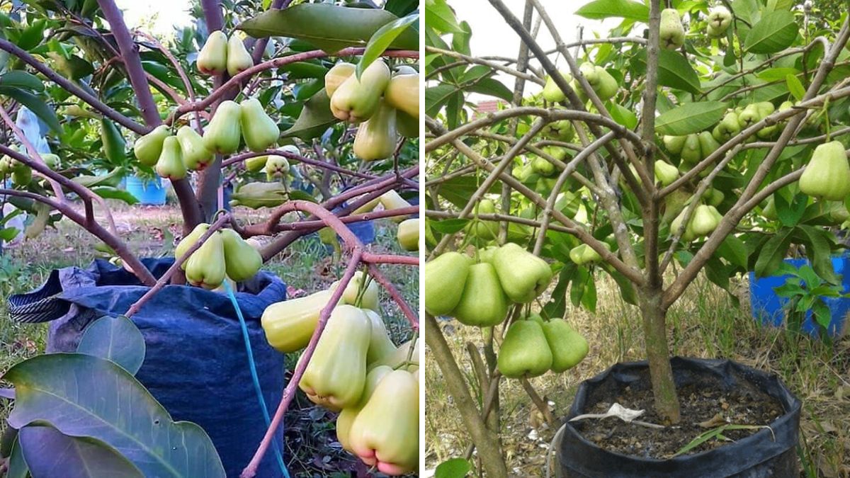 Rahasia Tabulampot Jambu Biji yang Super Berbuah | Mudah, Cepat, dan Cocok untuk Lahan Sempit!