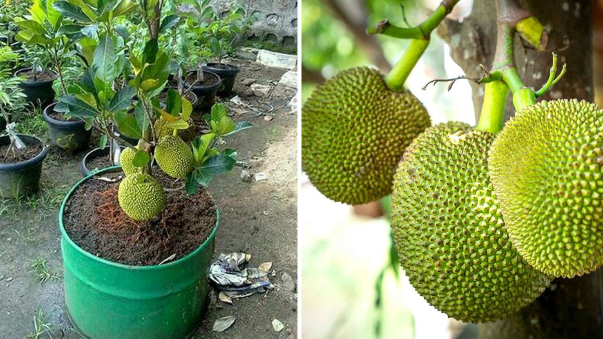 A Breakthrough Method: Grafting Jackfruit Trees Using Ripe Jackfruit – A New Idea for Faster Growth