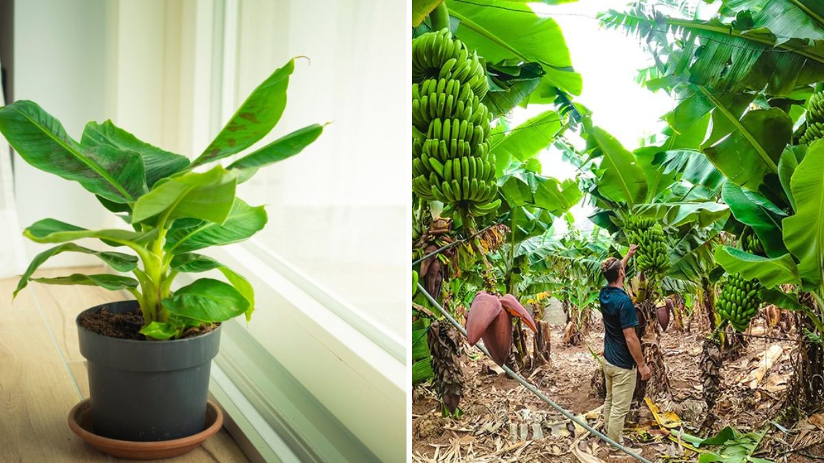 AMAZING! The Easiest Way to Propagate Banana Plants at Home – A Complete Beginner’s Guide