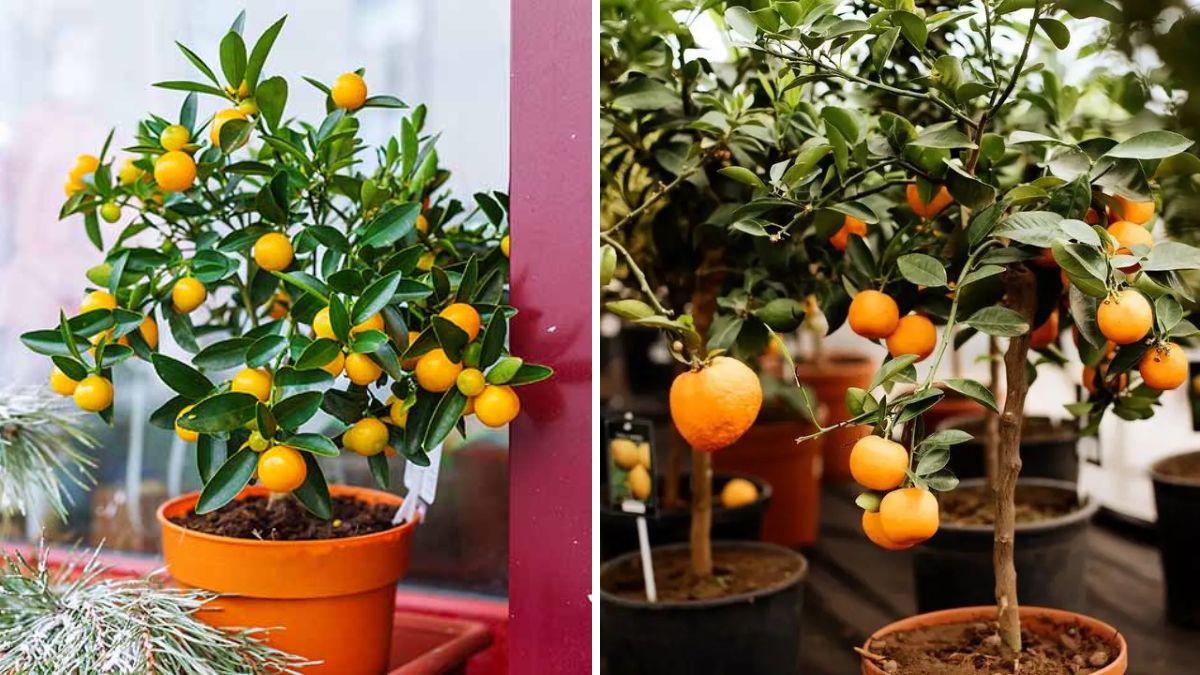 From Fruit to Tree: How to Grow Orange Trees from Oranges at Home (Complete Step-by-Step Guide!)