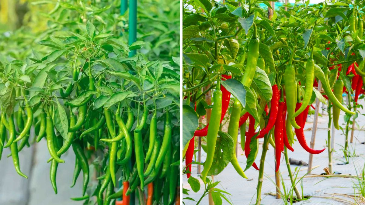 Incredible Hack! How to Grow Super-Productive Chili Plants Using an Egg: The Ultimate Organic Boost