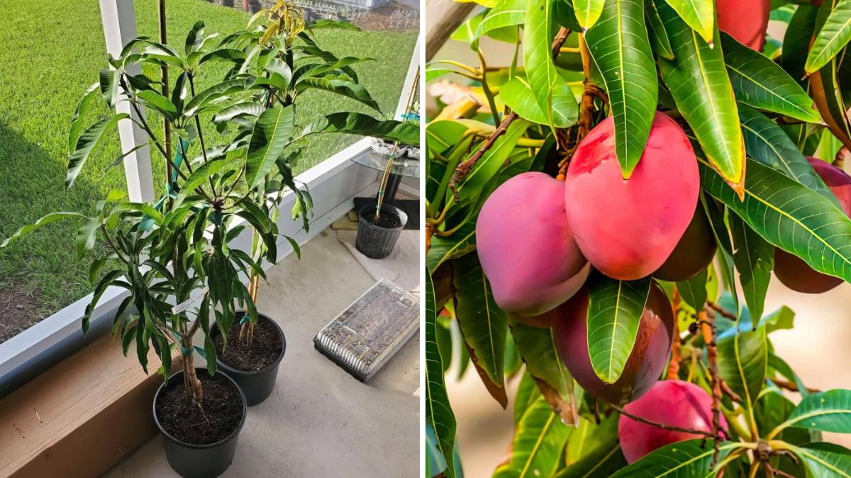 A Great Technique for Propagating Mango: The Ultimate Guide for Fast, Healthy Mango Plants”
