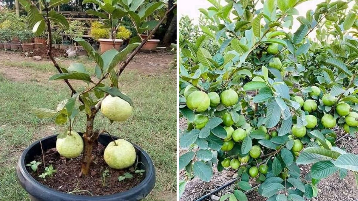 Unlock Super-Productive Guava Trees: The Best Grafting Techniques for Heavy Fruit Harvests