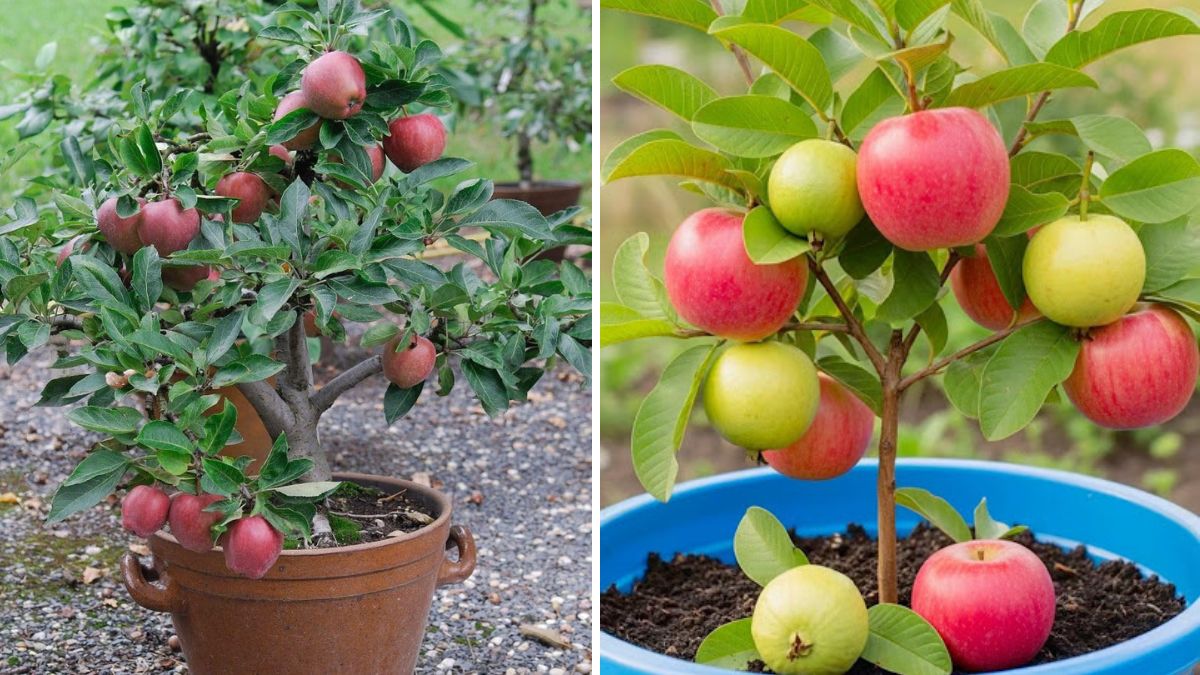 Amazing! A Great New Idea for Growing Apple Trees That Produce More Fruits Faster