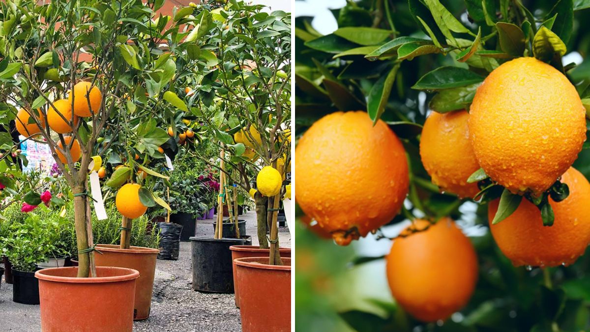 The Ultimate Guide: How to Propagate Orange Trees From Fresh Oranges at Home