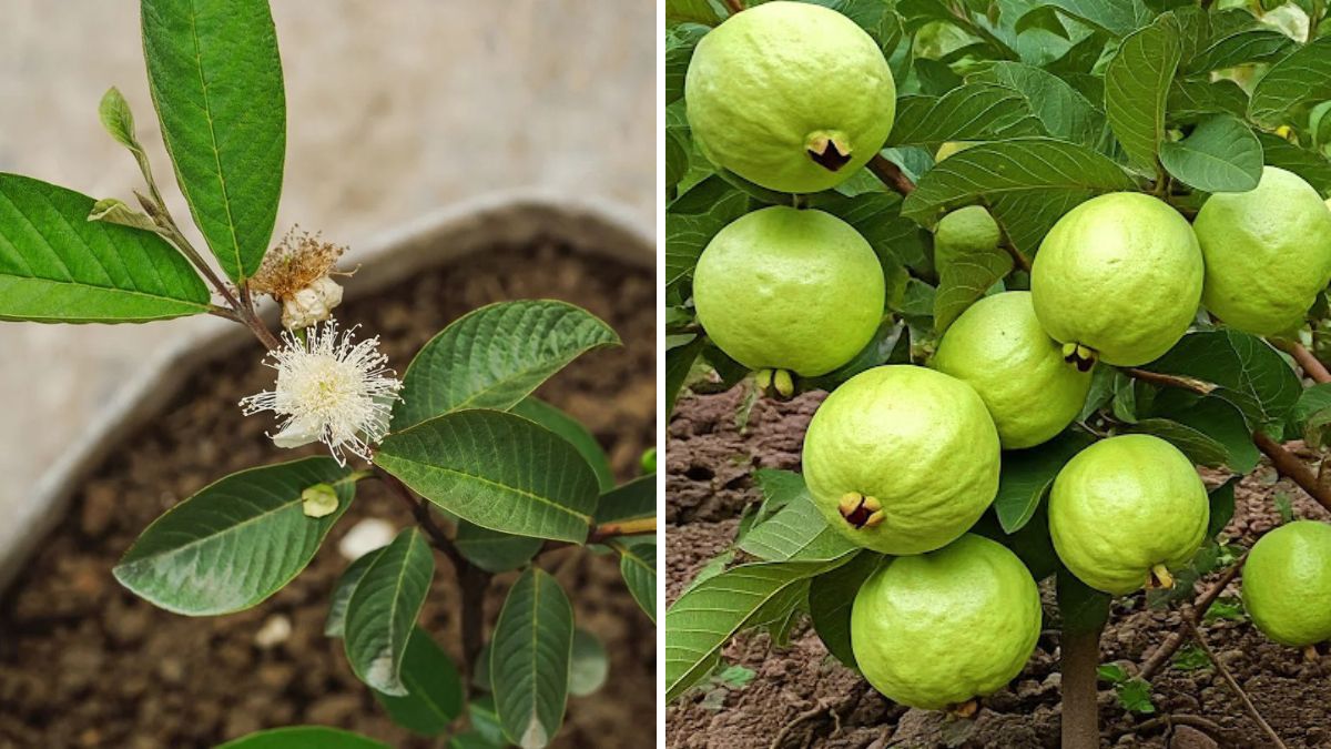 The Hidden Secret to Successful Guava Tree Grafting: A Complete Step-by-Step Guide