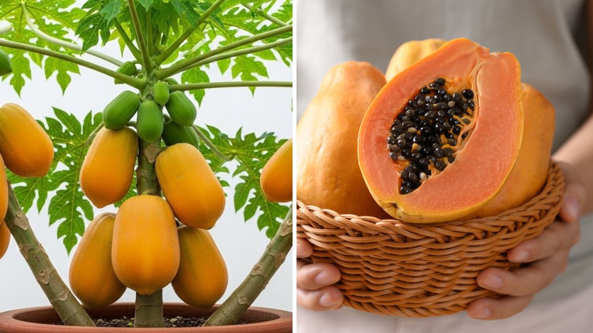 Papaya Hack You’ve Never Seen Before: The Surprising Method to Grow Papaya Faster, Healthier & With More Fruits!