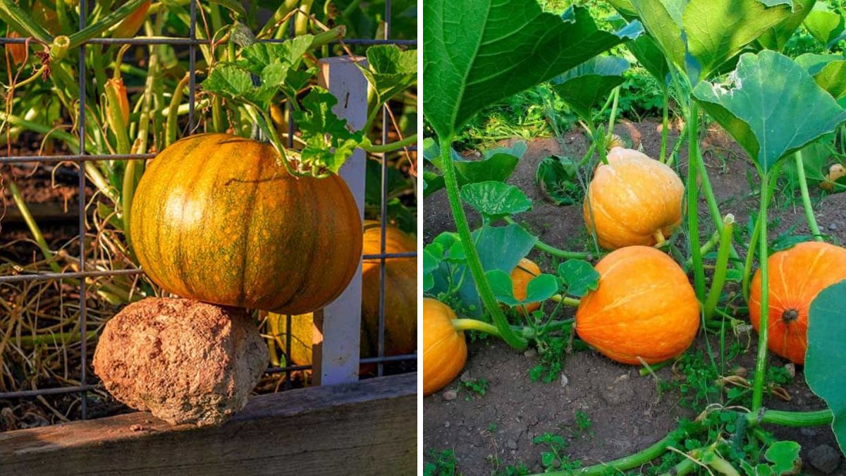 The Secret to Propagating Pumpkin Plants for Massive Harvests: Simple Methods That Anyone Can Do!