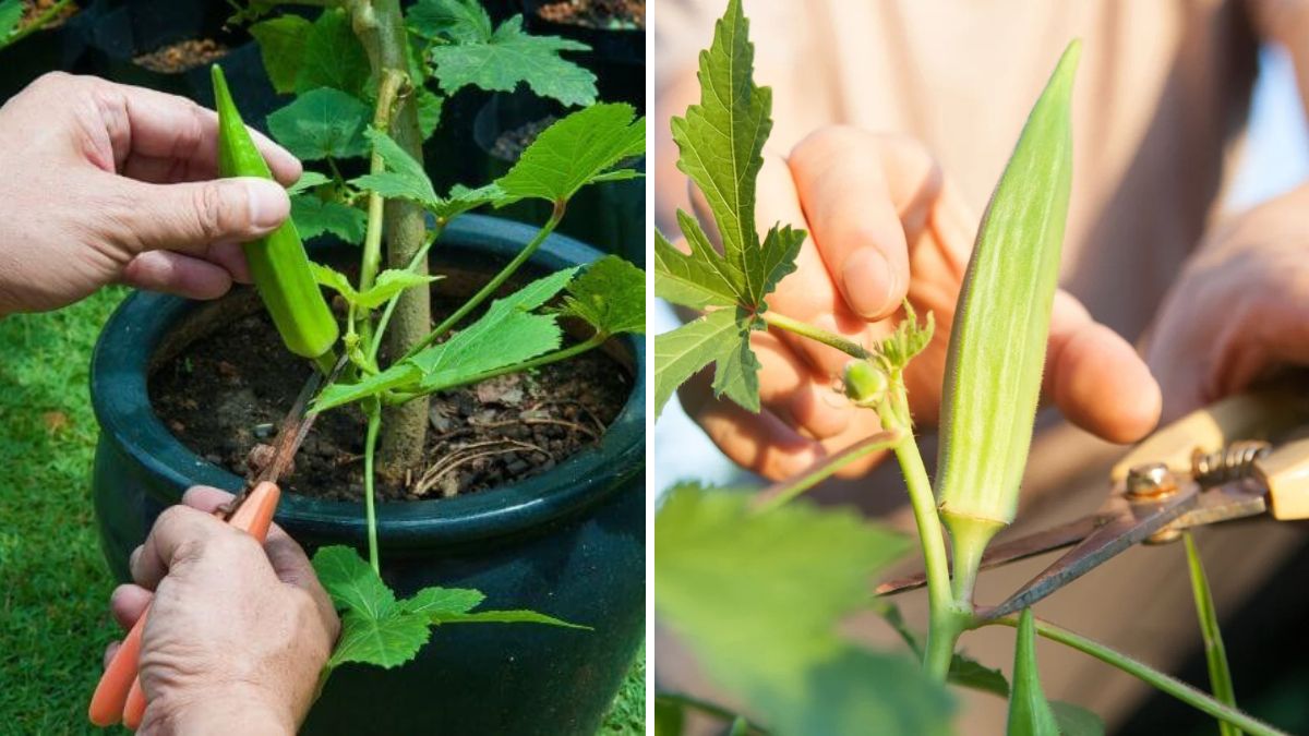 The Secret to Propagating Okra Plants for Huge Harvests: Simple Methods to Grow Endless Lady’s Finger at Home!