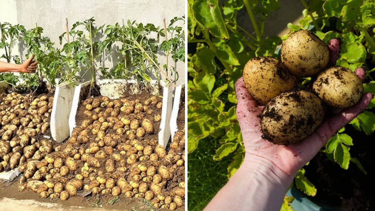 The Secret to Propagating Potato Plants for Endless Harvests: Simple Techniques to Grow More Potatoes at Home!